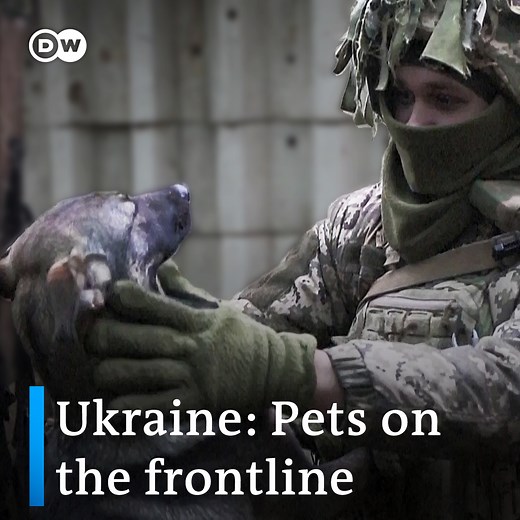 In the gloomy trenches of eastern Ukraine, soldiers are finding solace in unlikely companions. 🐶🐱 | DW Stories