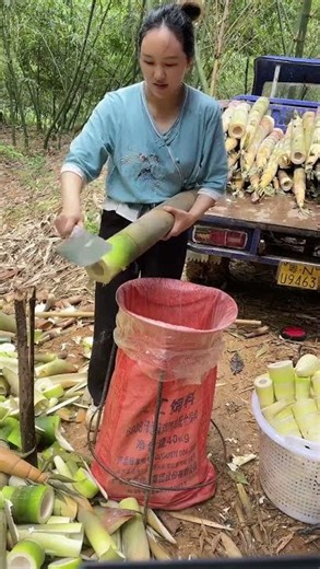 Easy Bamboo Shoot Harvest, Crisp Sound Soothing竹筍種植省心高效，一刀下去聲音超治癒