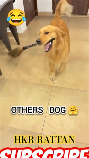 Others dog 😏 VS My dog 😰 || HKR RATTAN || #shorts