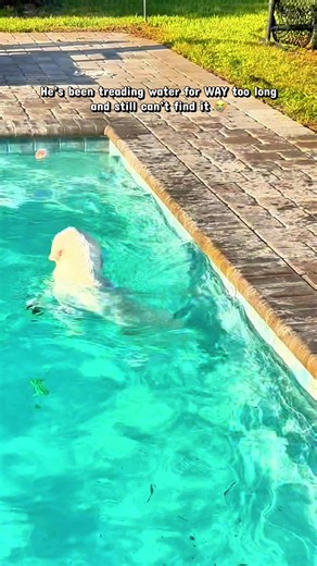 Labrador's Persistent Search for Lost Ball