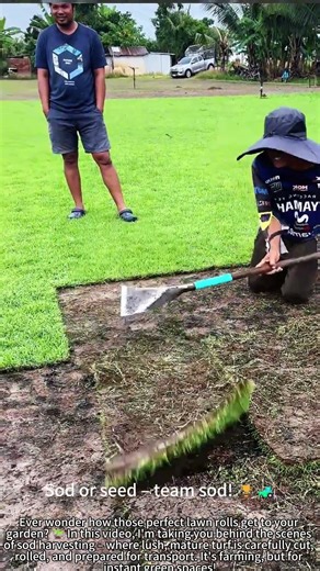 Harvest Sod Rolls: Lush Green Turf Farming! 🌱🚜