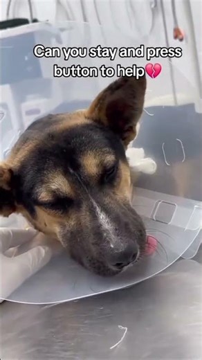 no application software 00 donation for my dogs food ##dogfood #dogs #doglife #viralvideo