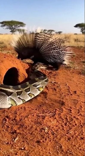 Porcupine vs Giant Python: The Outcome Will Shock You #wildlife #python #shorts