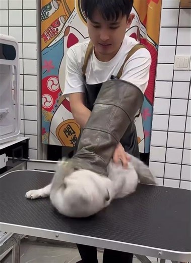 Grumpy cat getting groom