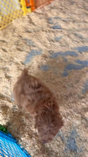 Cockapoo female cavalier female Allenwood Pa 17810 K#17241 | Spring Creek Kennel