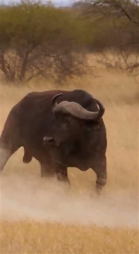 Lion Attacks a Wild Buffalo – A Brutal Battle for Survival! 🦁🐃 Wildlife #WildAnimals #Savanna