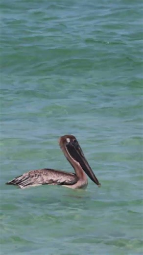 🇺🇸 Best Beach in the World 4K