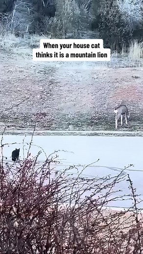 House Cat vs Deer: Unexpected Encounter