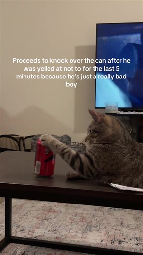 Wonton: The Mischievous Cat's Antics