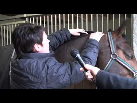 Paarden Massage Rita