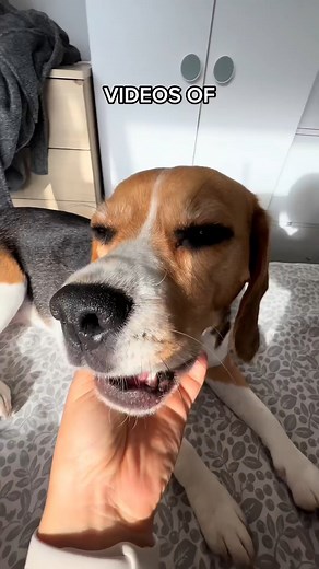 Old Videos of Kiki That Will Boost Your Mood ✨ #dog #dogsoftiktok #dogtok #tiktok #goodboyollie #moodboost #dogvideos #puppylove #feelgoodvibes #dogmemories | Beagle Sisters Kiki And Koko