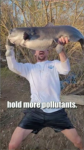 Catch Big & Small River Catfish: Cut Bait + Drift Rig = Catch Fish: FATKAT Best Catfishing Rigs!