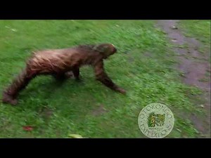 Two toed sloth crossing garden