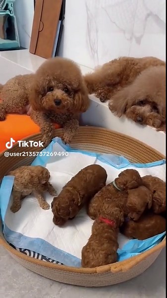 可愛いトイ・プードル子犬の里親募集