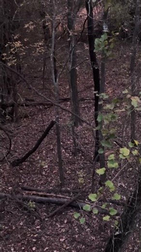 Windy tree stand hunting #oklahomahunting