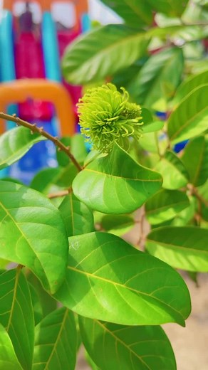 Enjoy Summer Fun with Our Backyard Water Slide