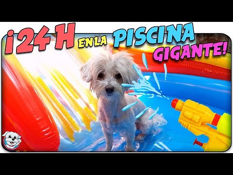 I spend a whole day in my GIANT INFLATABLE DOG POOL! 🏖🐶 Anima Dogs
