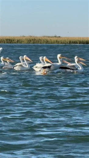 Second largest bird in North America. They are back on Little Tybee for the winter. White Pelican have a nine foot wing span. | Sundial Charters