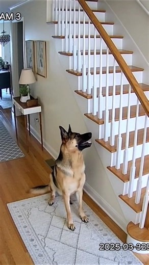 German Shepherd – Staircase Camera