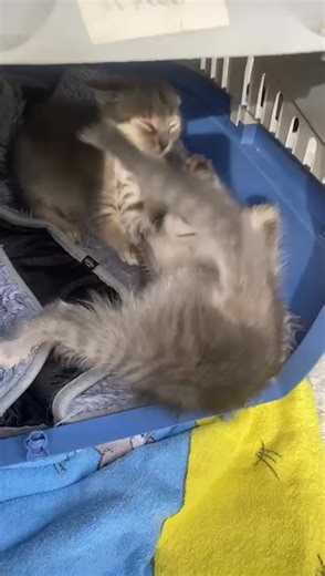 Hier wird eine neue Kampftechnik ausprobiert 🤼‍♀️ | Katzenhilfe Stuttgart e.V.