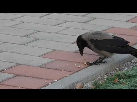 Cute crow loves peanuts