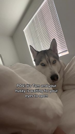 Waking Up with Your Husky: A Morning Routine