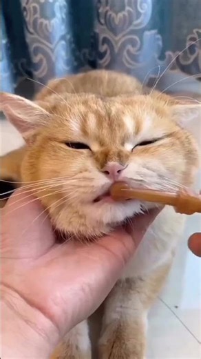Funny Cat Tries Toothpaste For The First Time!