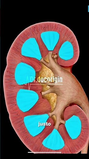 🧠 Kidney Anatomy: Structure and Function step by step