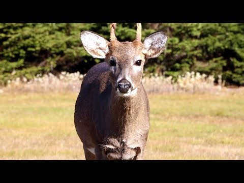 Sleeping Giant: Secrets, Legends, and Wildlife of Ontario's Iconic Park