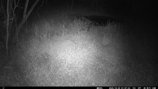 The Cape large-spotted genet, 𝐺𝑒𝑛𝑒𝑡𝑡𝑎 𝑡𝑖𝑔𝑟𝑖𝑛𝑎, is a nocturnal carnivore native to South Africa. Agile both in trees and on the ground, here we have lovely footage of one showing off their hunting skills at the Forest’s watering hole. Their diet consists mainly of rodents, but also includes birds, amphibians, and insects. (“Genetta” is the genus of African carnivores in the family Viverridae, commonly known as genets, which are small, cat-like mammals with spotted or striped coats a