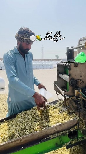 #الشریف_سائیلج #silage #silage2024 #alsharifsilage #dontunderreviewmyvideotiktok