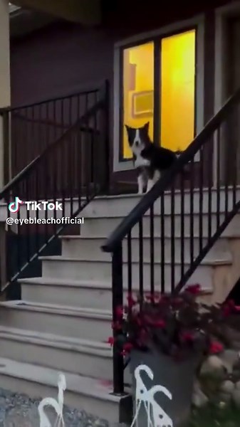 Tap Dance Duet: Dog Joins Owner in Perfect Harmony