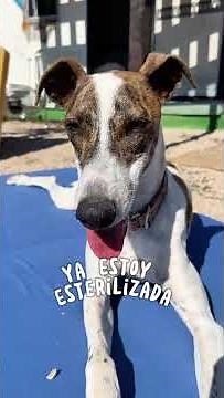 RUNA, croisée whippet à adopter