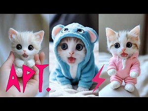 APT - Compilation of singing baby Kittens & Chickens