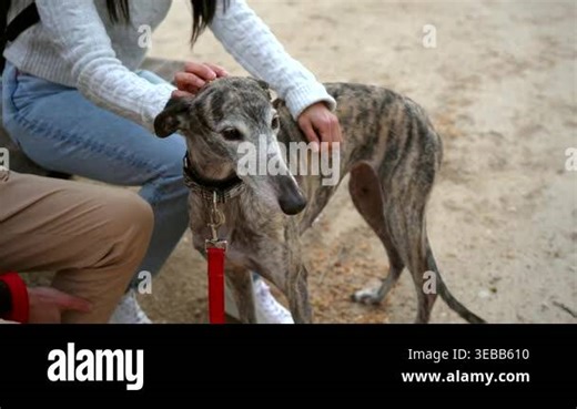 Tender moment between a couple and their beloved pet, showing a woman gently stroking a beautiful brindle greyhound as it stands calmly, enjoying the loving human touch and attention