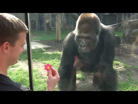 This Gorilla Was NOT Ready for That Magic Trick! 😂🦍 #