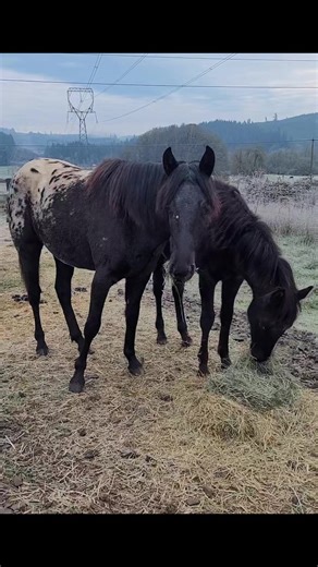 Twinning! #foundationappaloosa #appaloosa #appaloosabreeder #appaloosahorseclub #oregon #horse #horses #ranch #countrylife #country #equine #equestrian | Jack Creek Appaloosas