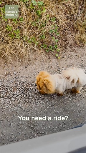 You never know who you'll find hitchhiking around the property 😂 🐻 | Lee Asher's World