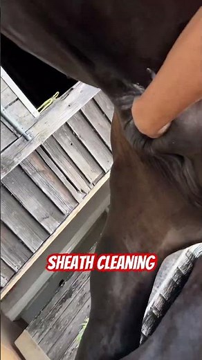 Hands on !! Sheath cleaning ! #farrier #horsecare #farrierlife #satisfying