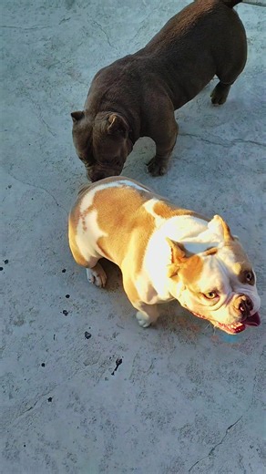 “Micro Bully pups coming soon — this combo’s gonna be 🔥🔥🔥”#americanbully #microbully #americanbullylover #foryou #puppylove