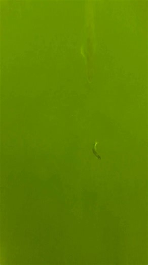 246K views · 1.9K reactions | Rare underwater zander attack !! #zander #fishing #underwater #underwaterworld #fish #zanderfishing #fishingvideo #livebait #underwatercamera #fishbehavior | Underwater World | Facebook