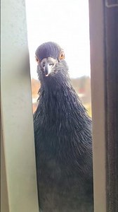 Pigeon morning ritual #pigeons