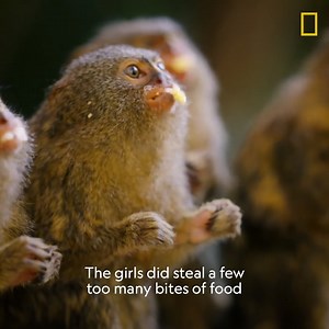 242K views · 5.1K reactions | These 4 pygmy marmoset sisters need to be weighed to keep them healthy, but they're very fast! | National Geographic Animals | Facebook