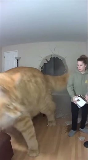 Shocking! Giant Cat Explodes Through Wall for Dinner!