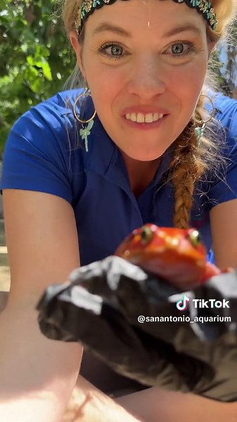 Tomato frogs have unique vocalizations that can be heard in the evening and throughout the night when these frogs are most active! #tomatofrog #amphibian #frog #zoo #zookeeper
