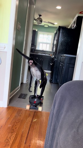 Rolling into the weekend 😆 #skater #weekendvibes #epic #skill #goodmorning #balance #skateboarding #fun #monkey #spidermonkey #tgif #animalsoftiktok #viral #clip #fyp