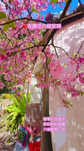 《樟樹湖櫻榖王～P6❤️》#嘉義旅遊#嘉義梅山太和樟樹湖#樟樹湖櫻榖王#河津櫻#櫻花#Taiwan#Cherry blossoms#台湾#桜#대만#벚꽃 #Đài Loan