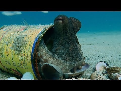 Octopus Use Rubbish As Home As Plastic In Ocean Rises