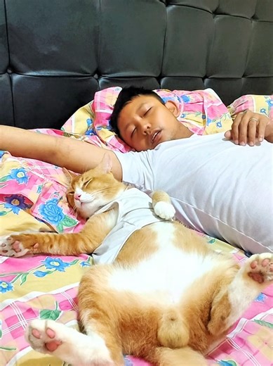 Kucing Oren Istirahat Setelah Tugas Malam