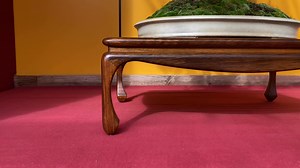 Kei Bonsai Kai Ten oktober 5 2025 Ginkgo Bonsai center Laarne Belgium. Danny Use bonsai school. Tree owner Nico De Corte styled by Danny Use. | DR Bonsai tables